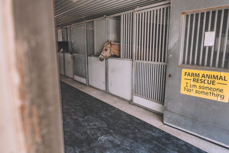 Rubber Stall Mats — Barn Depot